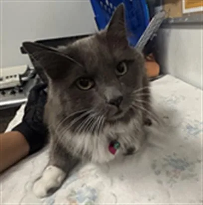 A senior small-sized female Domestic Medium Hair cat named Willow Love for adoption in Camarillo, CA