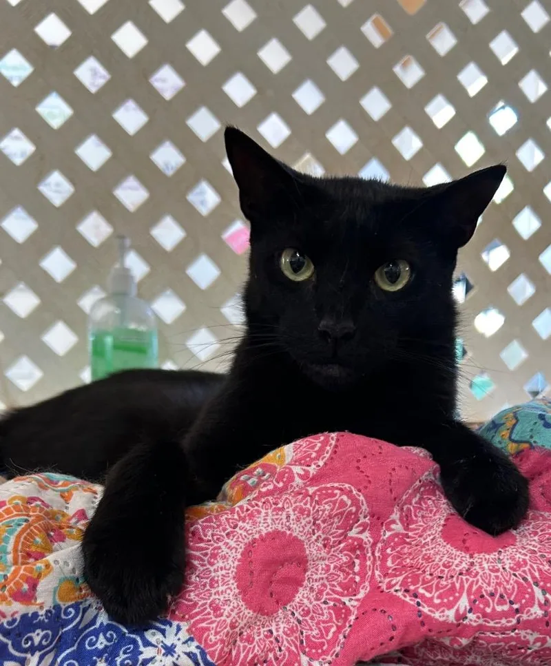 An adult small-sized male Domestic Short Hair cat named Zero for adoption in Berlin, MD