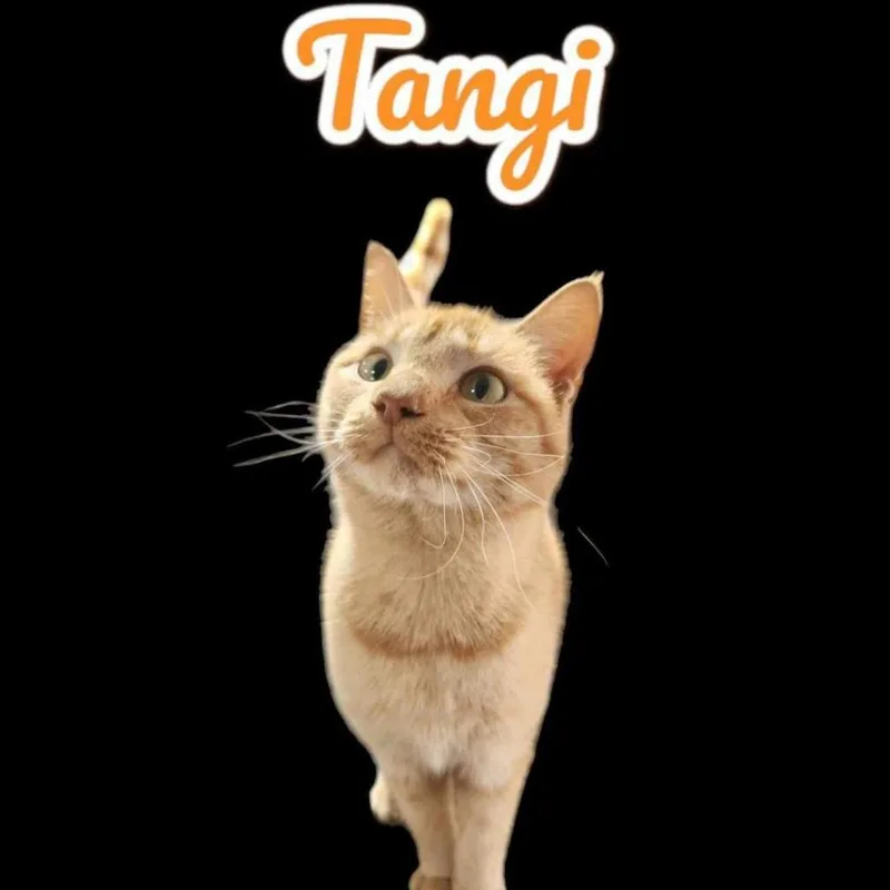 Tangi