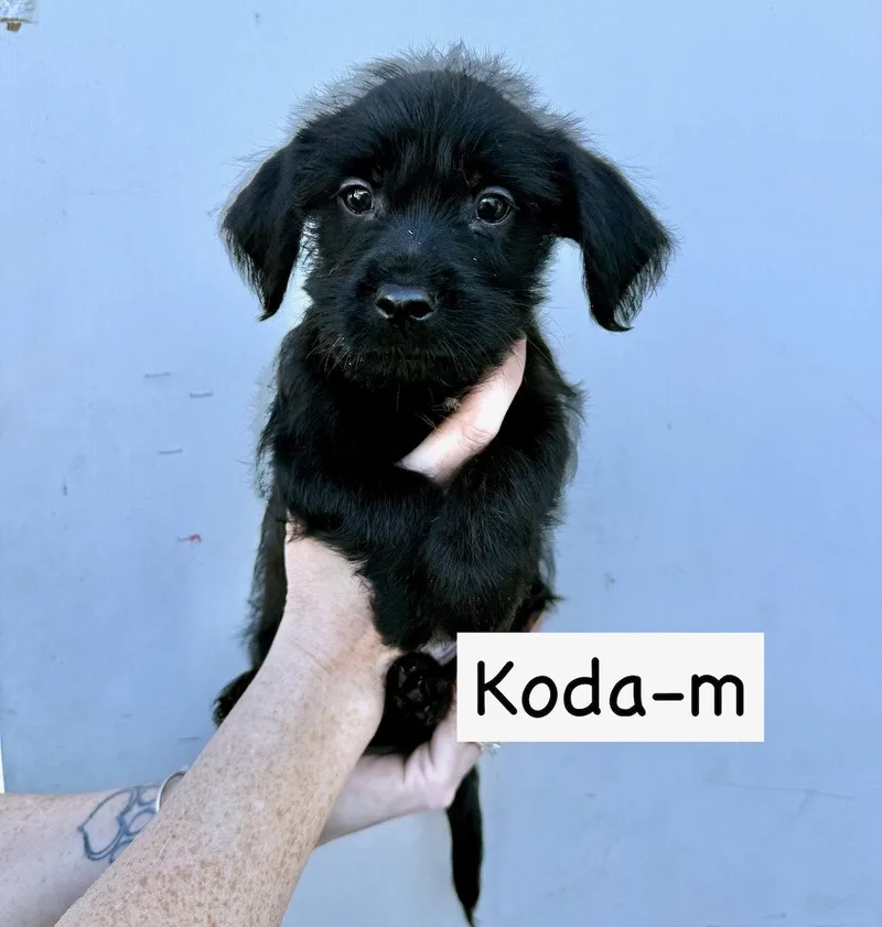 Koda thumbnail 2