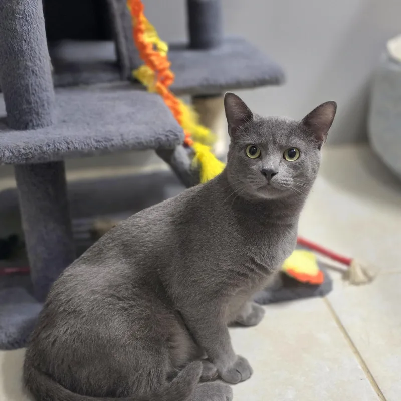 A young medium-sized male Gray & White Domestic Short Hair cat named Greyson & Rory for adoption in Lincoln, NE