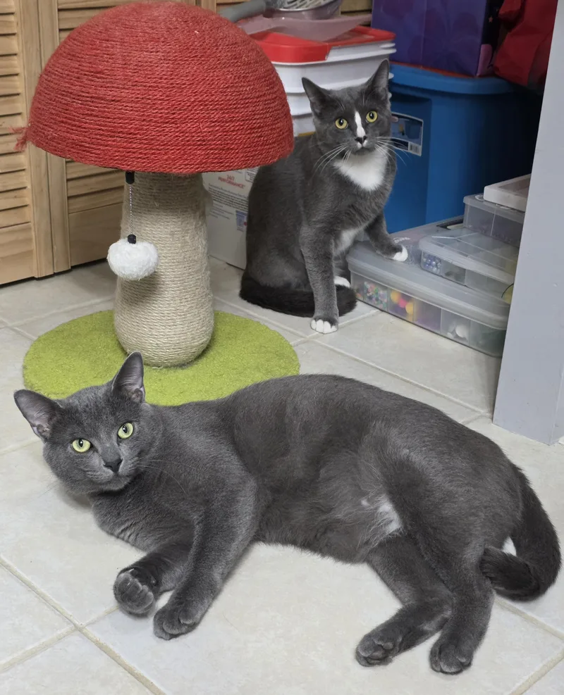 Greyson & Rory thumbnail 2