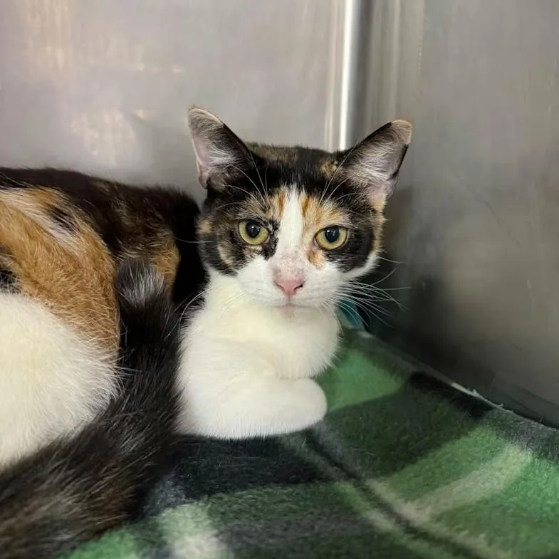 A young medium-sized female Calico Domestic Short Hair cat named Vienna for adoption in Hamburg, NY
