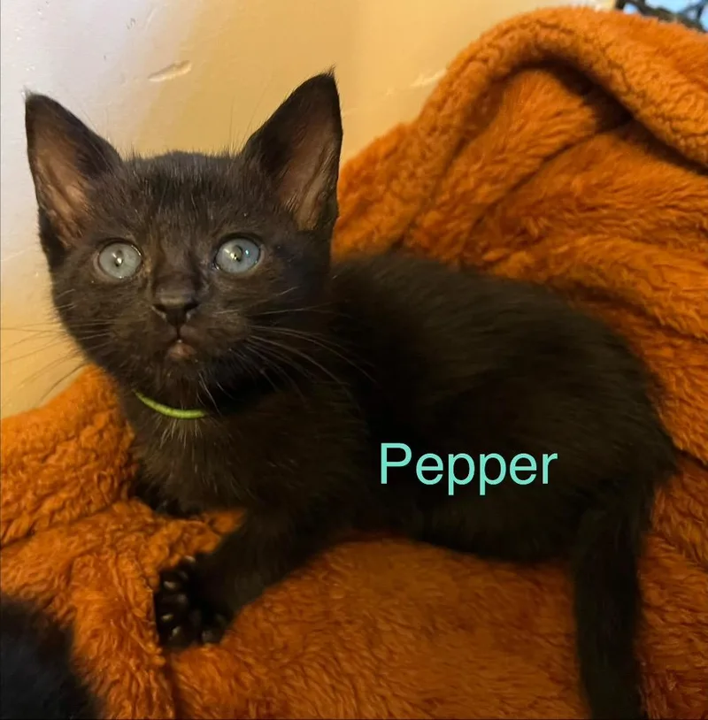 A baby small-sized male Domestic Short Hair cat named Pepper for adoption in Leonardtown, MD