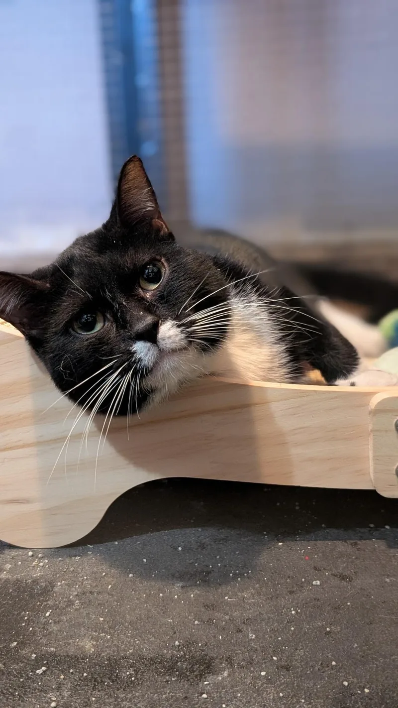 A young medium-sized male Black & White / Tuxedo Domestic Short Hair cat named Wadsworth for adoption in Lodi, CA