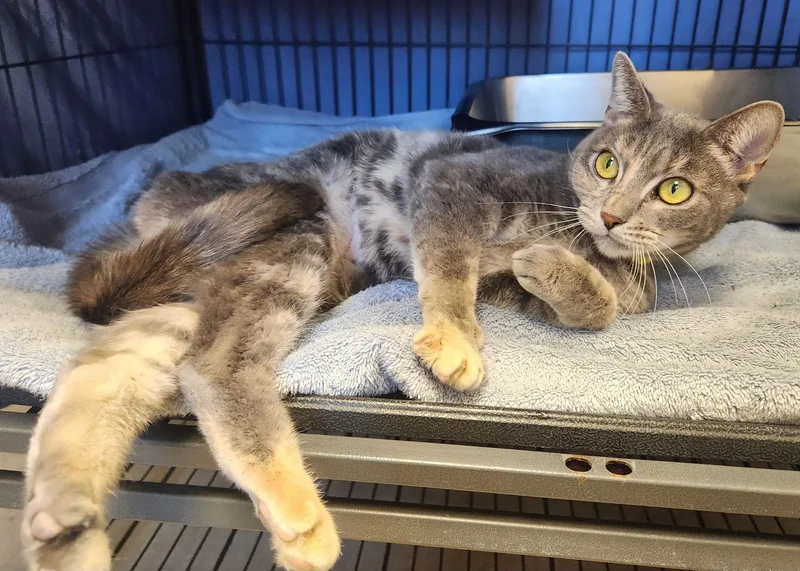 A young medium-sized female Dilute Tortoiseshell Domestic Short Hair cat named Megan for adoption in Clayton, NJ