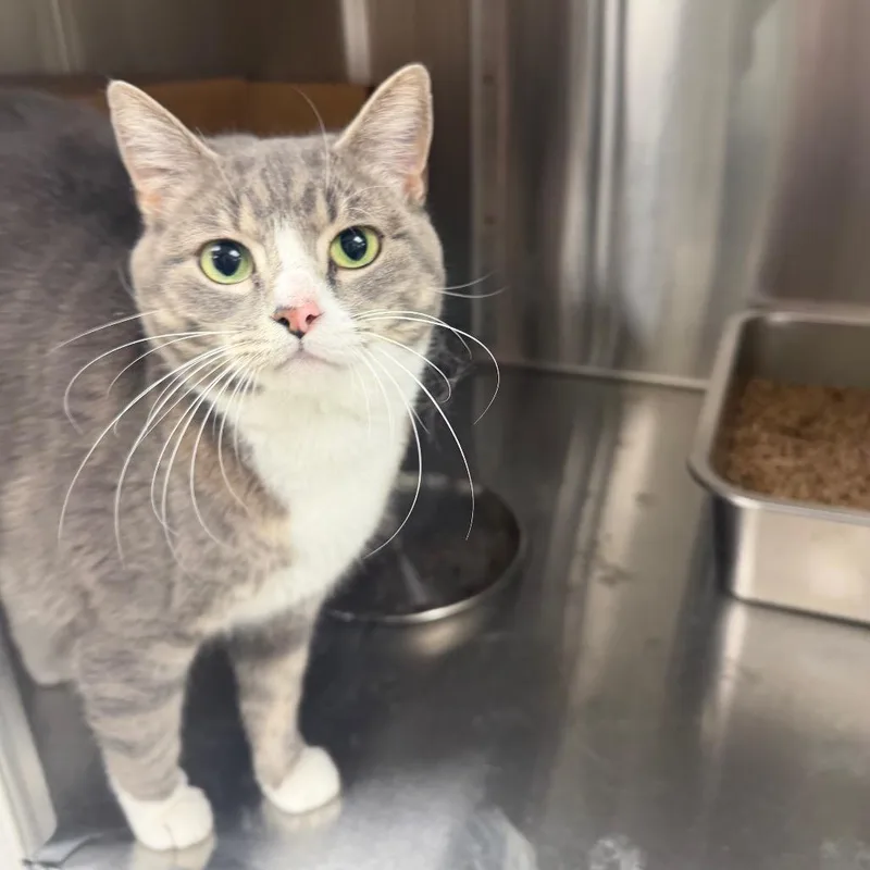 An adult large-sized female Gray / Blue / Silver Domestic Short Hair cat named Lorelai for adoption in East Smithfield , PA