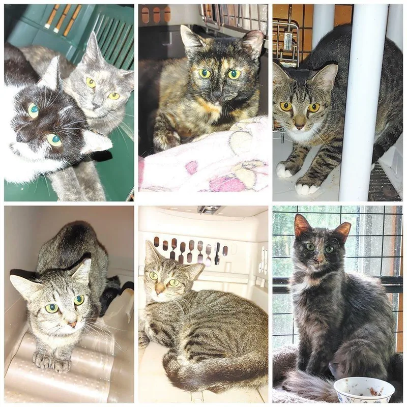 Ferals For Farms! thumbnail 2