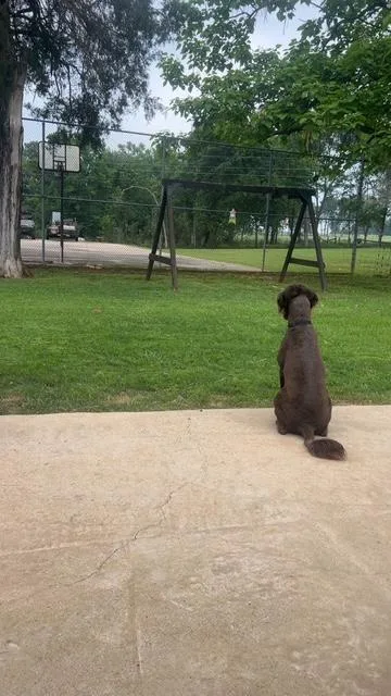 An adult medium-sized female Brown / Chocolate Labradoodle dog named Coco for adoption in Quitman, TX