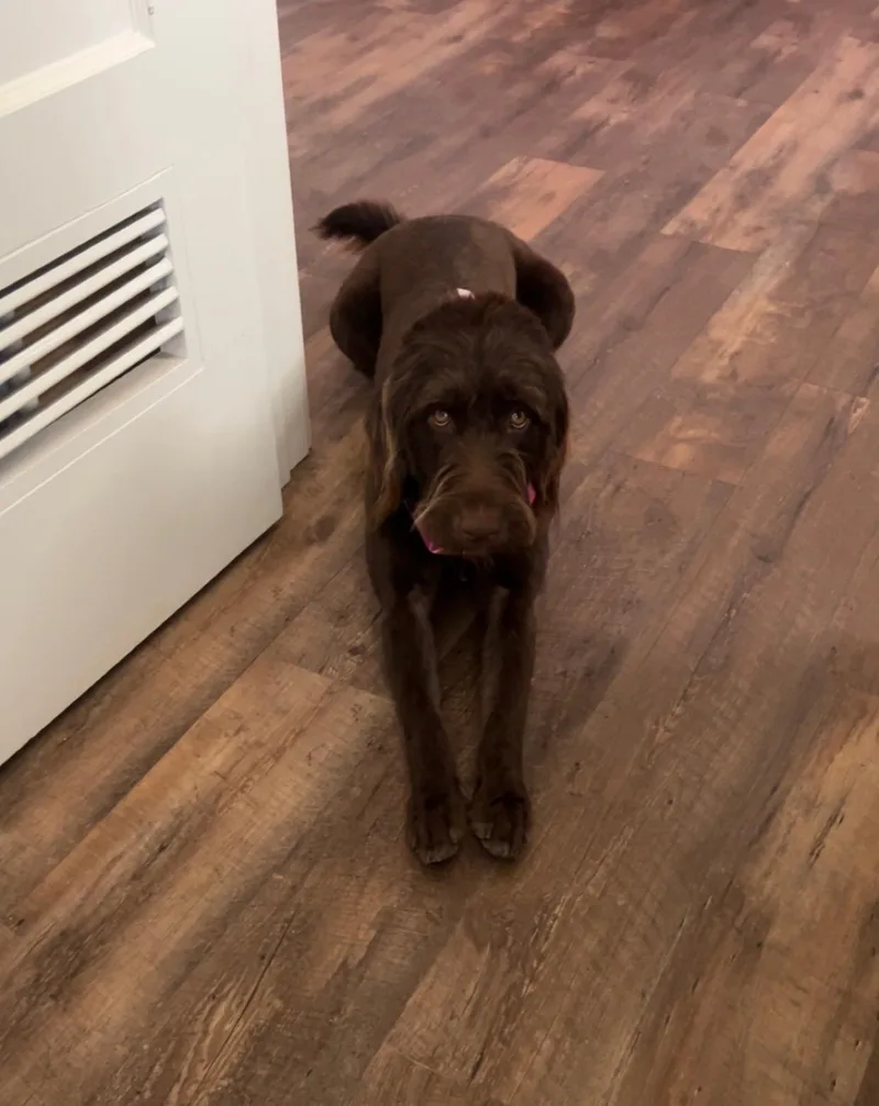 Coco thumbnail 3