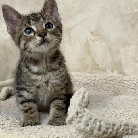 A baby medium-sized male Tabby (Gray / Blue / Silver) Domestic Short Hair cat named Cocoa for adoption in Houston, TX