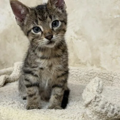 Cocoa thumbnail 4