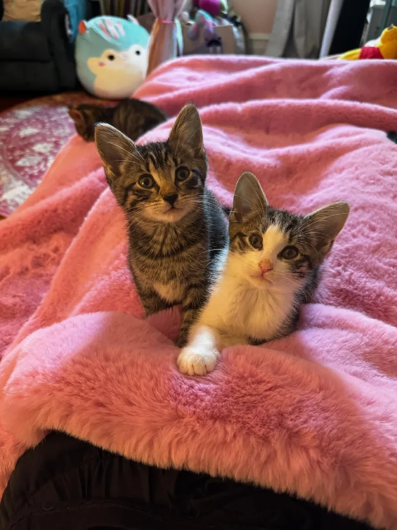 A baby small-sized male Tabby (Brown / Chocolate) Domestic Short Hair cat named Kramer for adoption in Newark, NJ