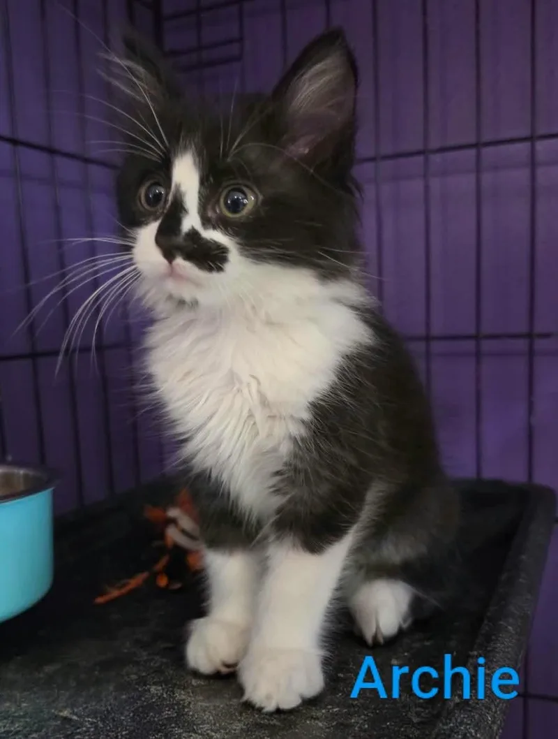 A baby medium-sized male Domestic Medium Hair cat named Archibald Douglas IV for adoption in Logan, UT