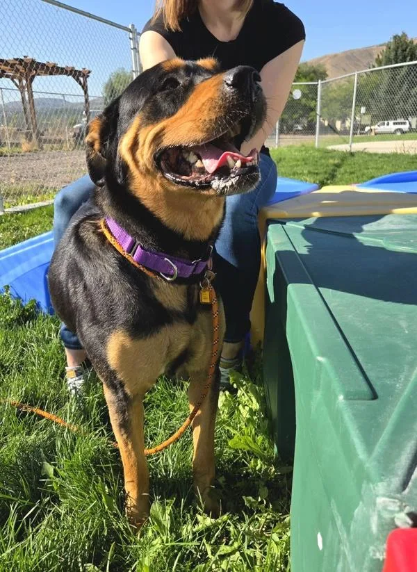 An adult large-sized female Rottweiler dog named Roxy for adoption in Pocatello, ID