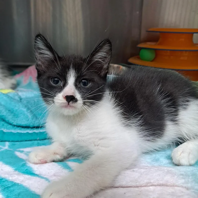 A baby small-sized male White American Shorthair cat named Brioche for adoption in Pensacola, FL