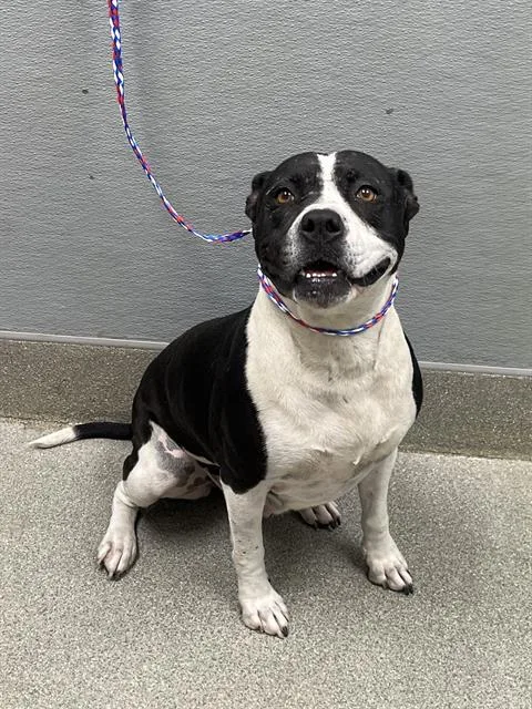 An adult large-sized female Pit Bull Terrier dog named Talani for adoption in Las Vegas, NV