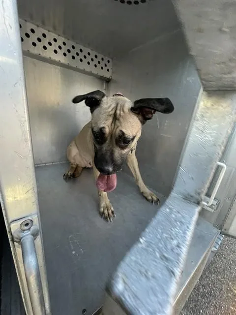 An adult large-sized female Pit Bull Terrier dog named Courtney for adoption in Tucson, AZ