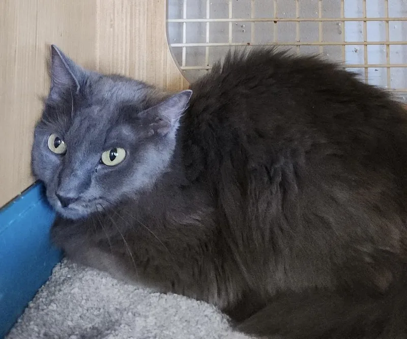 An adult medium-sized female Domestic Medium Hair cat named Addison Floof for adoption in Dallas, TX
