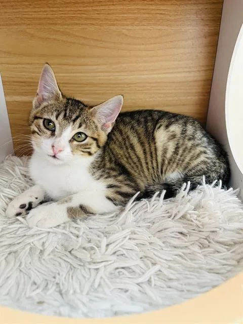 A baby small-sized female Domestic Short Hair cat named Aspen for adoption in Haw River, NC