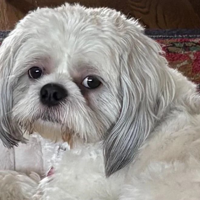 An adult small-sized male Yellow / Tan / Blond / Fawn Shih Tzu dog named Champ for adoption in Oceanside, NY