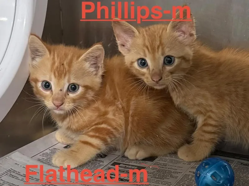 A baby small-sized male Tabby cat named Phillips for adoption in Brookhaven, MS