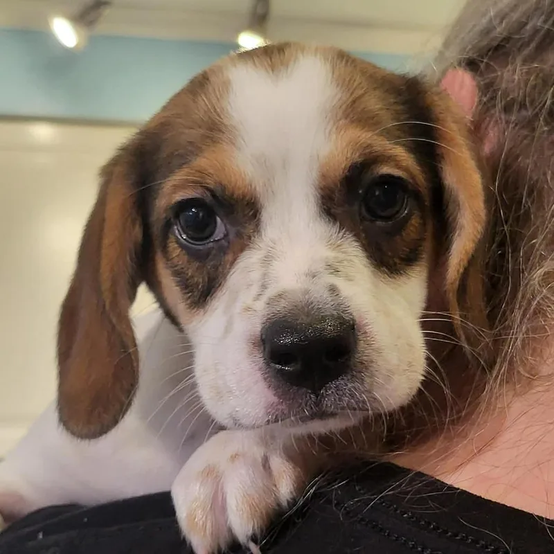 A baby small-sized female White / Cream Beagle dog named Fiona for adoption in Seminole, FL