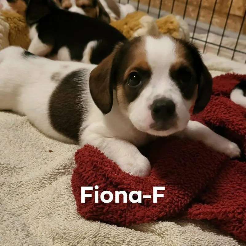 Fiona thumbnail 2