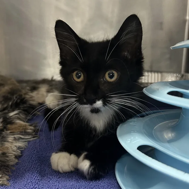 A baby small-sized male Black Domestic Long Hair cat named Levi for adoption in Pensacola, FL