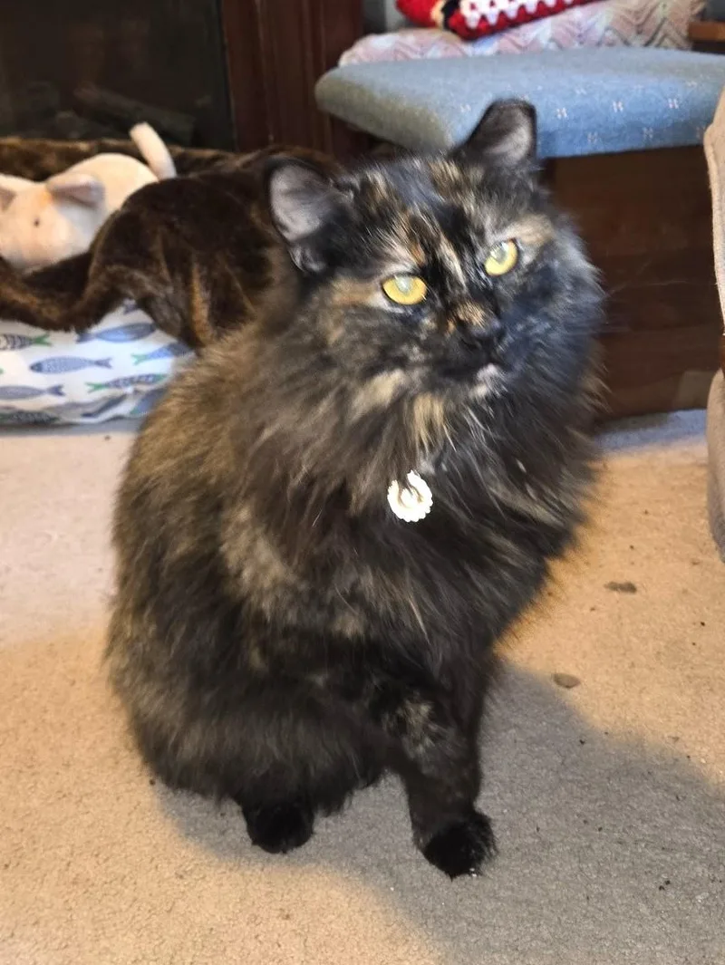 An adult medium-sized female Tortoiseshell Tortoiseshell cat named Peaches for adoption in Pasco, WA