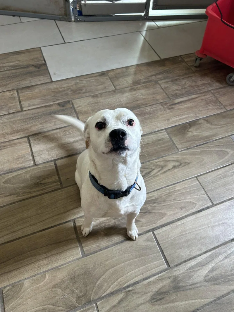 An adult medium-sized male Terrier dog named Freckles for adoption in Pipe Creek, TX