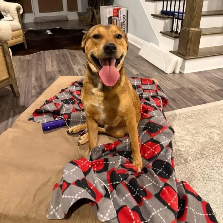 An adult medium-sized male Golden Mixed Breed dog named Aloka for adoption in Myrtle Beach, SC