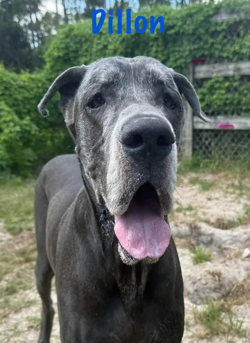 A senior extra large-sized male Great Dane dog named Dillon for adoption in Jupiter, FL