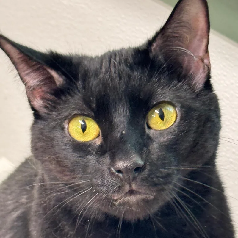An adult large-sized male Black Domestic Short Hair cat named Little Ninja for adoption in Decatur, GA