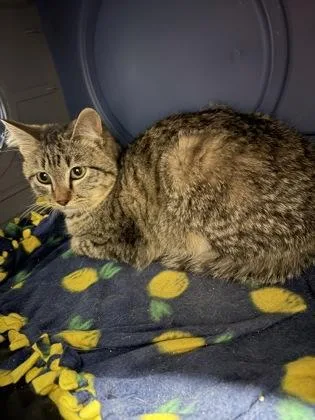 A baby medium-sized male Domestic Short Hair cat named Luge for adoption in West Chester, PA