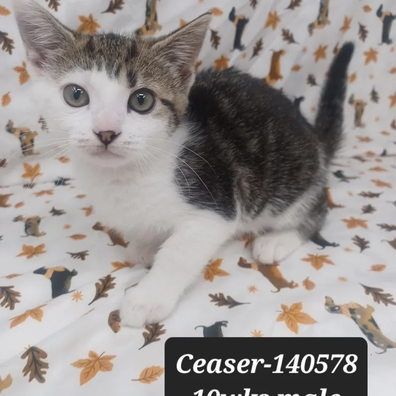 Ceaser