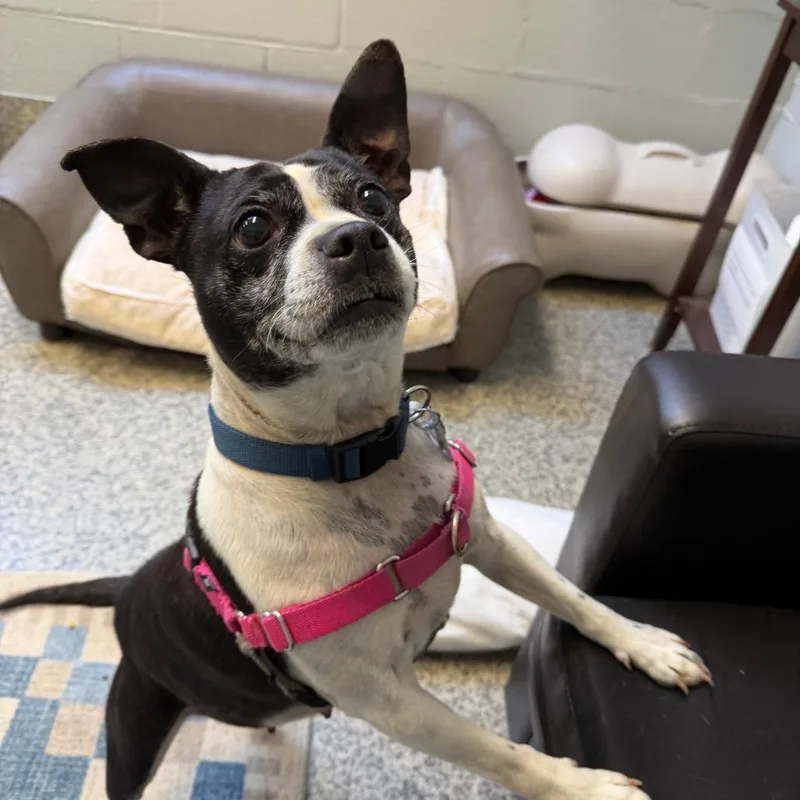 A senior medium-sized female Black Boston Terrier dog named Lu Lu for adoption in Falls Church, VA