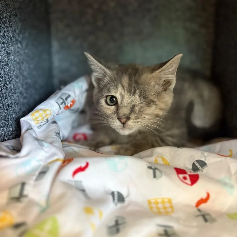 A baby small-sized female Gray / Blue / Silver Domestic Short Hair cat named Miss Cleo for adoption in Birdsboro, PA