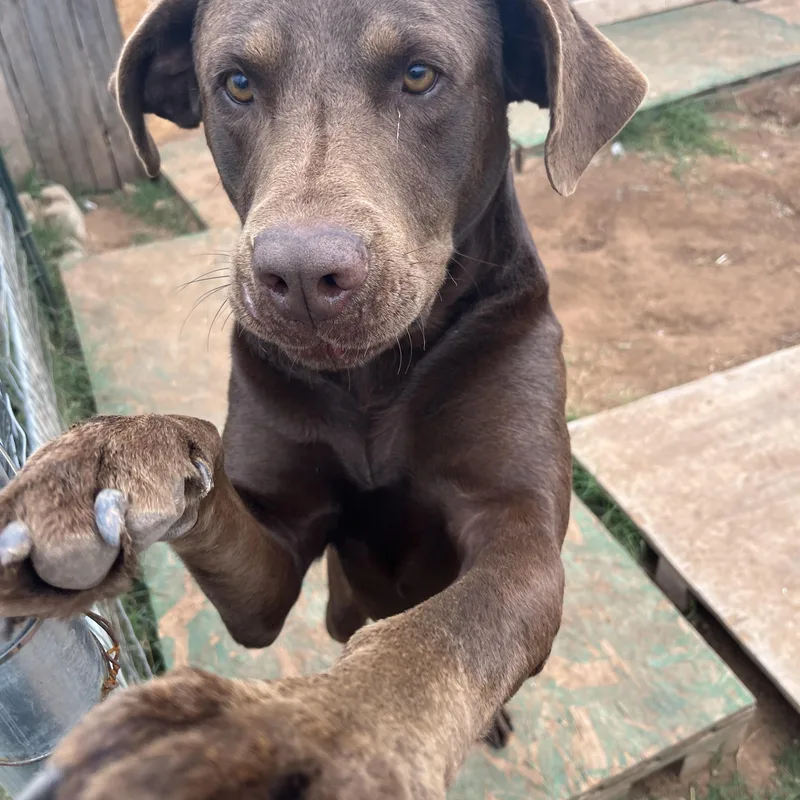 Big Moose thumbnail 2