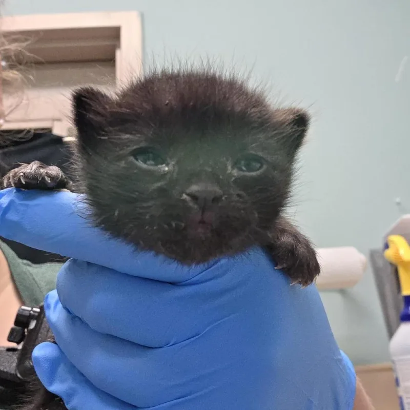 A baby small-sized male Domestic Short Hair cat named Orion for adoption in Tacoma, WA