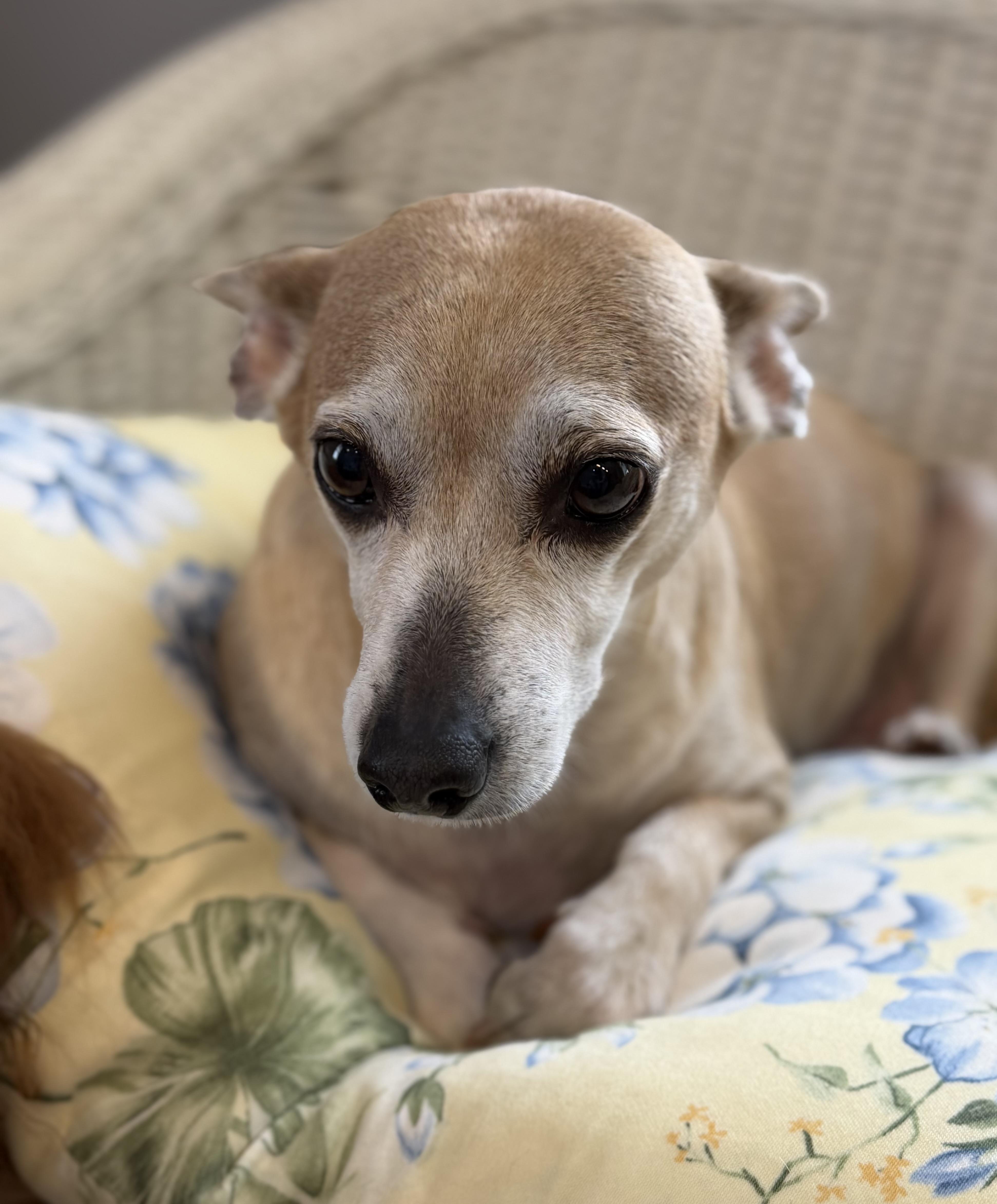 A young small-sized female Chihuahua dog named Hummingbird for adoption in Lawrenceville, GA