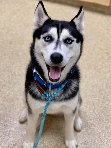 An adult large-sized female Mixed Breed dog named Mochi for adoption in Munster, IN