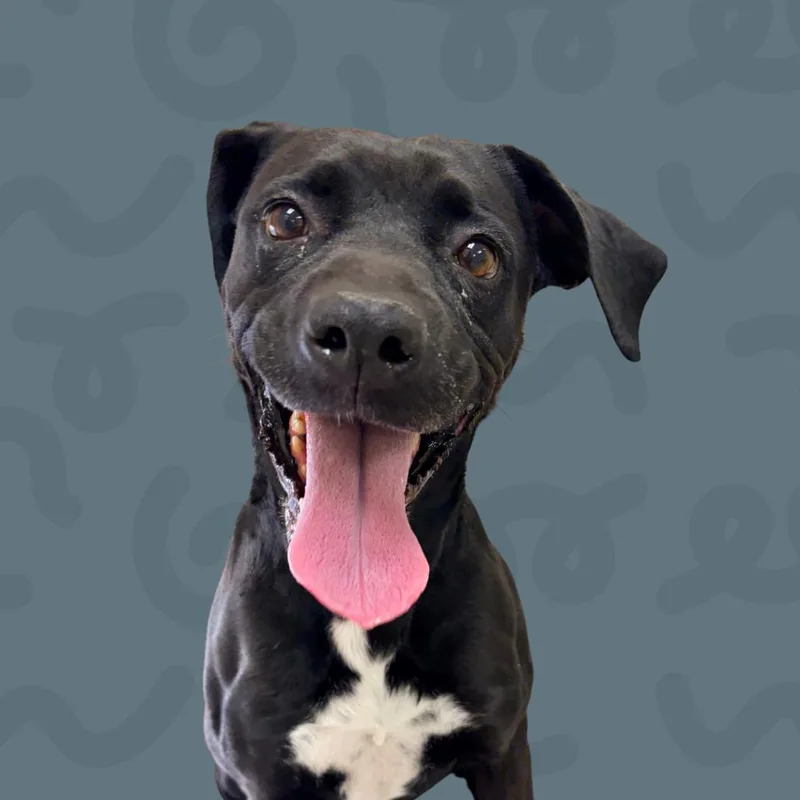 A senior medium-sized female Black Labrador Retriever dog named Roxy for adoption in Reno, NV