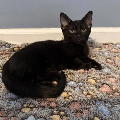 A baby small-sized male Black Bombay cat named Jacob for adoption in Georgetown, KY