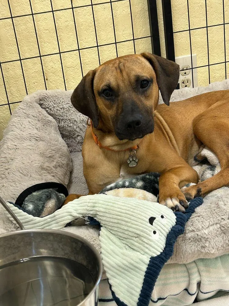 A young medium-sized male Black Mouth Cur dog named Bogart for adoption in Lakeland, FL