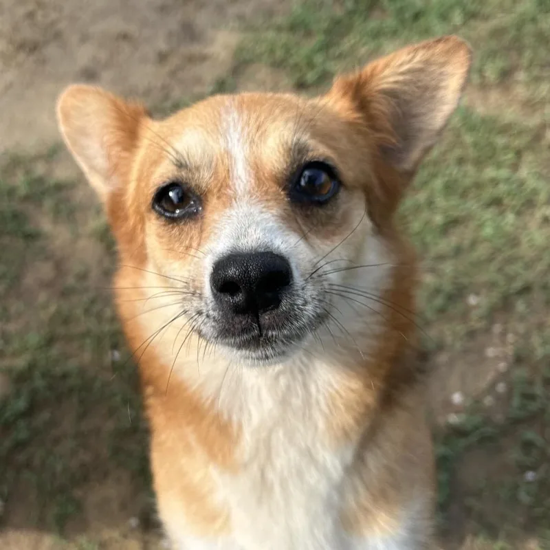 An adult small-sized female Brown / Chocolate Cardigan Welsh Corgi dog named Star for adoption in West Point, MS