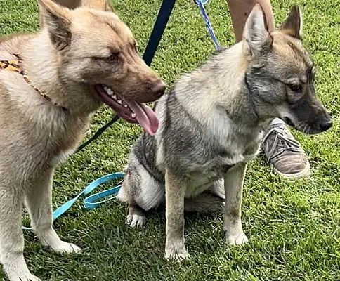 A young medium-sized female Gray / Blue / Silver Husky dog named Jack & Jill for adoption in Santa Ana, CA