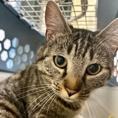 An adult medium-sized female Domestic Short Hair cat named Faye Faye for adoption in Burlington, WA