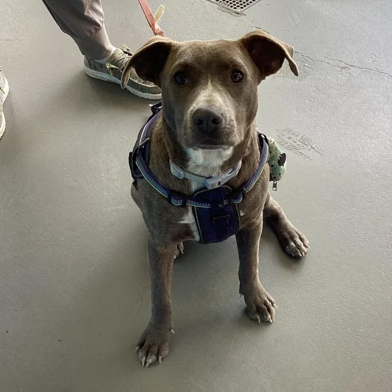 Rosemary thumbnail 3