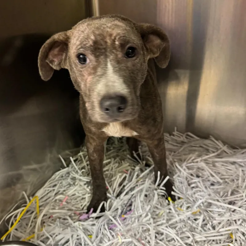 Rosemary thumbnail 4